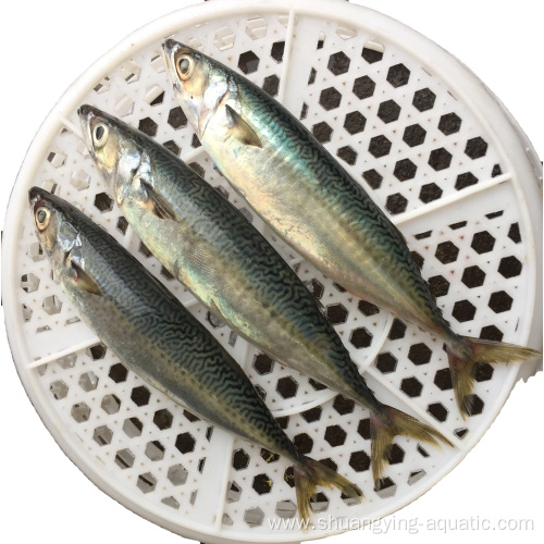 New Season Frozen 100-200 Pacific Mackerel Low Price